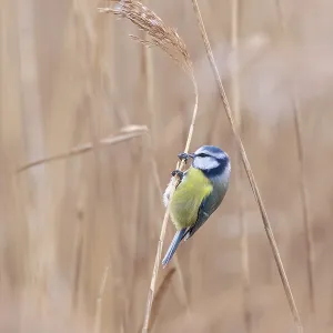 Blue Tit Blue Tit