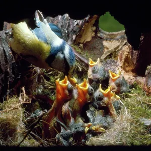BLUE TIT - adult feeding chicks, 8 days old BLUE TIT - adult feeding chicks, 8 days old