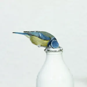 Blue TIT - drinking from milk bottle Blue TIT - drinking from milk bottle