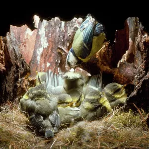 Blue Tit - excrements removed by parents Blue Tit - excrements removed by parents
