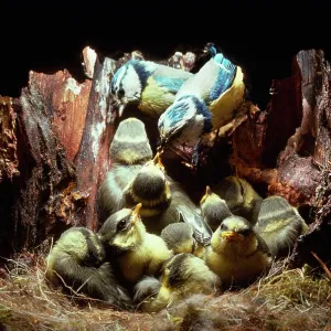 BLUE TIT - Feeding 16 day old chicks BLUE TIT - Feeding 16 day old chicks