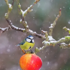 Blue Tit - feeding on apples in falling snow Blue Tit - feeding on apples in falling snow