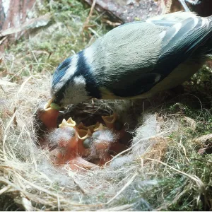 BLUE TIT - Feeding newly hatched nestlings BLUE TIT - Feeding newly hatched nestlings