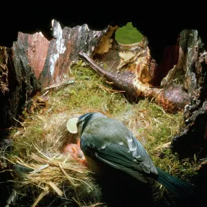 BLUE TIT - Female picks egg shells out of nest BLUE TIT - Female picks egg shells out of nest