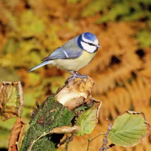 Blue Tit - perched on broken stump Blue Tit - perched on broken stump