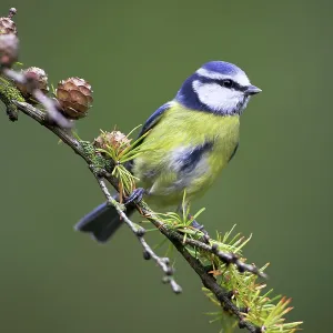 Blue Tit - perched on conifer branch Blue Tit - perched on conifer branch