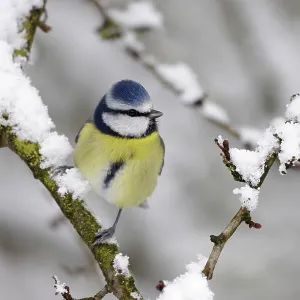 Blue Tit - in winter - with snow on trees Blue Tit - in winter - with snow on trees