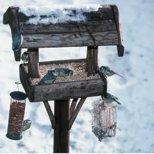 Blue Tits - on bird table in the snow