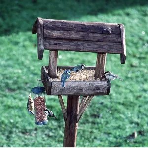 Blue TITS, Coal tits and Nuthatch - on bird table