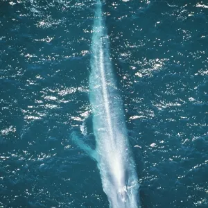 Blue WHALE Blue WHALE