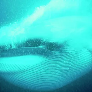 Blue WHALE - close-up of gulp feeding, pleats full Blue WHALE - close-up of gulp feeding, pleats full