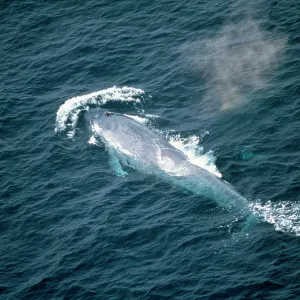 Blue Whale - & Risso's Dolphin - Mexico Blue Whale - & Risso's Dolphin - Mexico