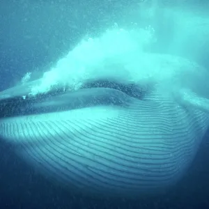 Blue WHALE - underwater, gulp feeding with full pleats Blue WHALE - underwater, gulp feeding with full pleats