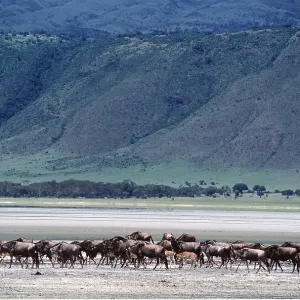 Blue WILDEBEEST / Brindled Gnu - herds