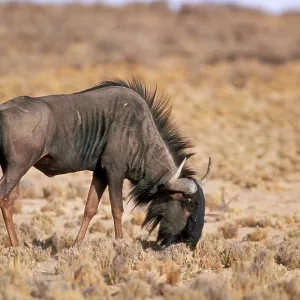 Blue WILDEBEEST - grazing on grass stumps Blue WILDEBEEST - grazing on grass stumps