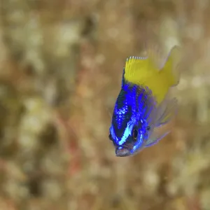 Blue Yellow Chromis Juvenile