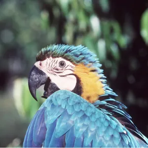 Blue & Yellow Macaw / Blue and Gold macaw Blue & Yellow Macaw / Blue and Gold macaw