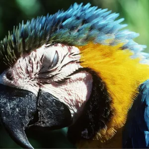 Blue & Yellow MACAW / Blue and Gold macaws - showing Blue & Yellow MACAW / Blue and Gold macaws - showing