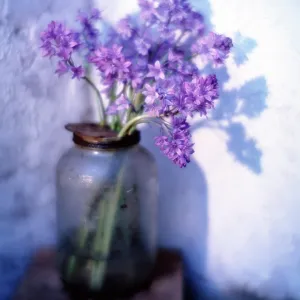 Bluebell Bluebell
