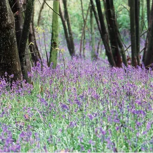 BLUEBELL WOOD - With coppiced hazel BLUEBELL WOOD - With coppiced hazel