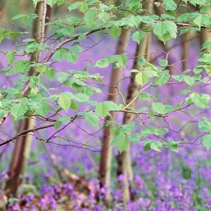 BLUEBELL WOOD & HAZEL LEAVES BLUEBELL WOOD & HAZEL LEAVES