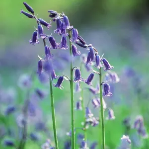 BLUEBELLS - close-up BLUEBELLS - close-up