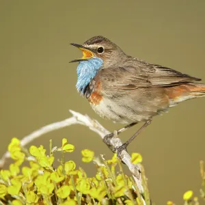Bluethroat adult male singing Bluethroat adult male singing