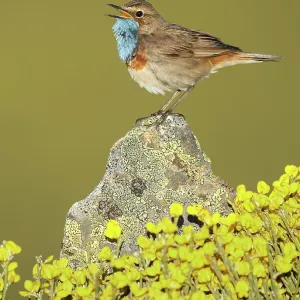 Bluethroat adult male singing Bluethroat adult male singing
