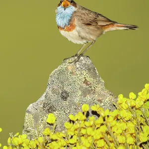 Bluethroat adult male singing Bluethroat adult male singing
