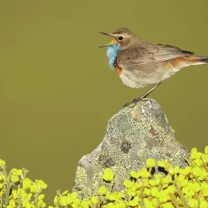 Bluethroat adult male singing Bluethroat adult male singing