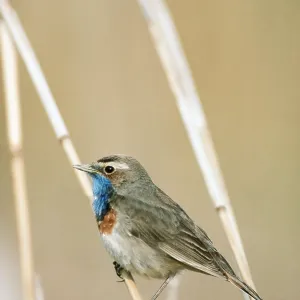 BLUETHROAT - ON LONG GRASS BLUETHROAT - ON LONG GRASS