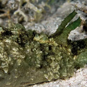 Blunt End Sea Hare