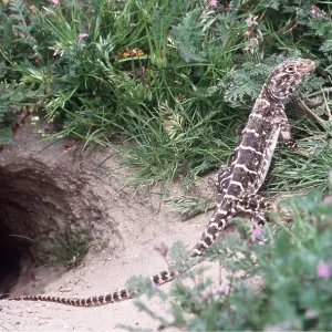 BLUNT-NOSED LEOPARD LIZARD BLUNT-NOSED LEOPARD LIZARD