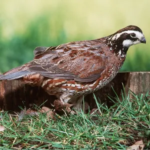 BOBWHITE QUAIL - male, on ground BOBWHITE QUAIL - male, on ground