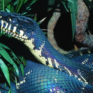 Boelen's Python - A recent discovery in Papua New Guinea Boelen's Python - A recent discovery in Papua New Guinea