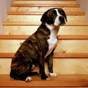 Boggle Dog - crossbreed between a Boston Terrier Boggle Dog - crossbreed between a Boston Terrier