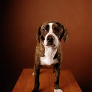 Boggle Dog - crossbreed between a Boston Terrier Boggle Dog - crossbreed between a Boston Terrier