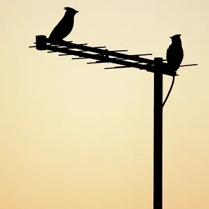 (Bohemian) Waxwing - silhouette of two birds on (Bohemian) Waxwing - silhouette of two birds on