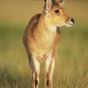 Bohor reedbuck