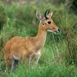 Bohor REEDBUCK - side view, in grass Bohor REEDBUCK - side view, in grass