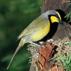 Bokmakierie Shrike Bokmakierie Shrike