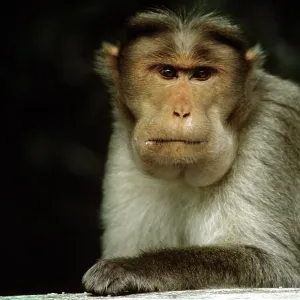 Bonnet Macaque Monkey Bonnet Macaque Monkey