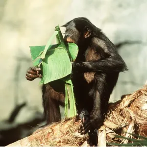 Bonobo / Pygmy CHIMPANZEE - alone, eats banana leaf Bonobo / Pygmy CHIMPANZEE - alone, eats banana leaf