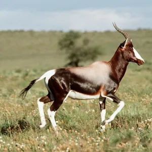 BONTEBOK - with glossy coat