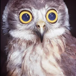 BOOBOOK OWL - close-up of head and shoulders BOOBOOK OWL - close-up of head and shoulders