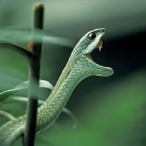 Boomslang Snake - Showing fangs Boomslang Snake - Showing fangs