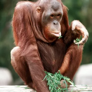 BORNEAN ORANG-UTAN BORNEAN ORANG-UTAN