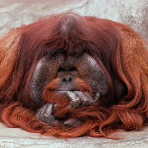 Bornean ORANG-UTAN - Adult male in zoo Bornean ORANG-UTAN - Adult male in zoo