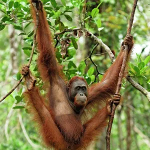 Borneo Orangutan - female Borneo Orangutan - female