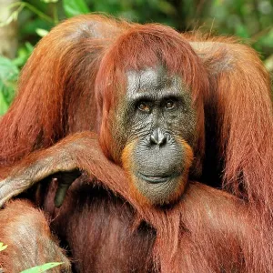 Borneo Orangutan - female Borneo Orangutan - female